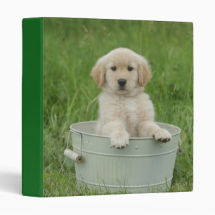 Golden Retriever In Wash Basin 3 Ring Binder