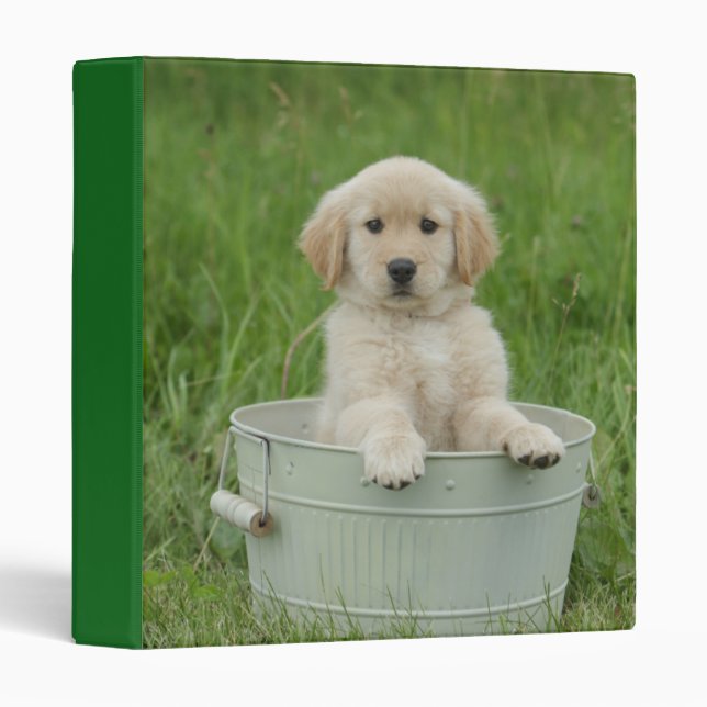 Golden Retriever In Wash Basin 3 Ring Binder (Front/Spine)
