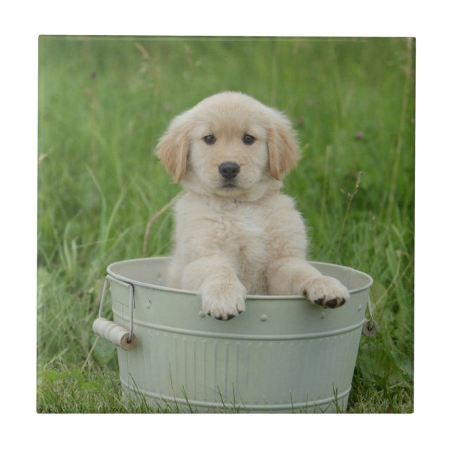 Golden Retriever In Wash Basin Ceramic Tile (Front)