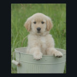 Golden Retriever In Wash Basin Faux Canvas Print<br><div class="desc">Purebred golden retrieve puppy taking a bath outdoors in a cream colored vintage washtub sitting in the grass with her paws on the edge. She is an adorable fluffy blonde fawn colored baby dog with brown eyes and a black nose.</div>