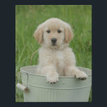 Golden Retriever In Wash Basin Faux Canvas Print<br><div class="desc">Purebred golden retrieve puppy taking a bath outdoors in a cream colored vintage washtub sitting in the grass with her paws on the edge.  She is an adorable fluffy blonde fawn colored baby dog with brown eyes and a black nose.</div>