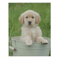Golden Retriever In Wash Basin