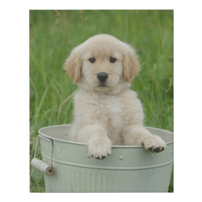 Golden Retriever In Wash Basin Faux Canvas Print (Front)