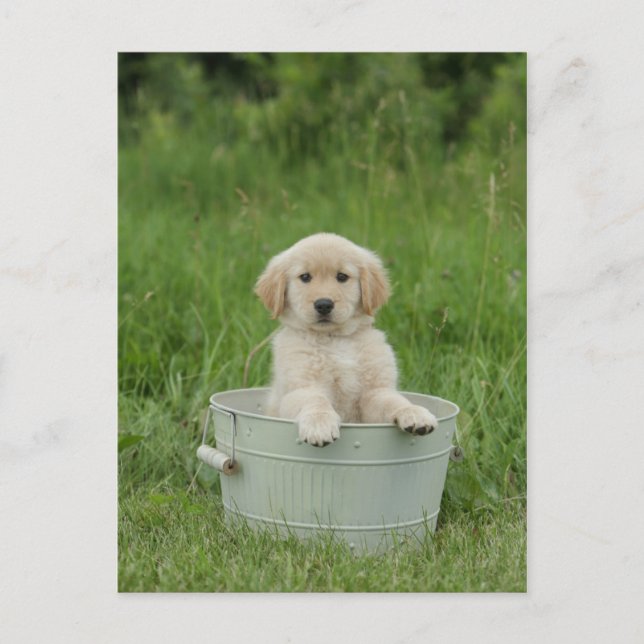 Golden Retriever In Wash Basin Postcard (Front)