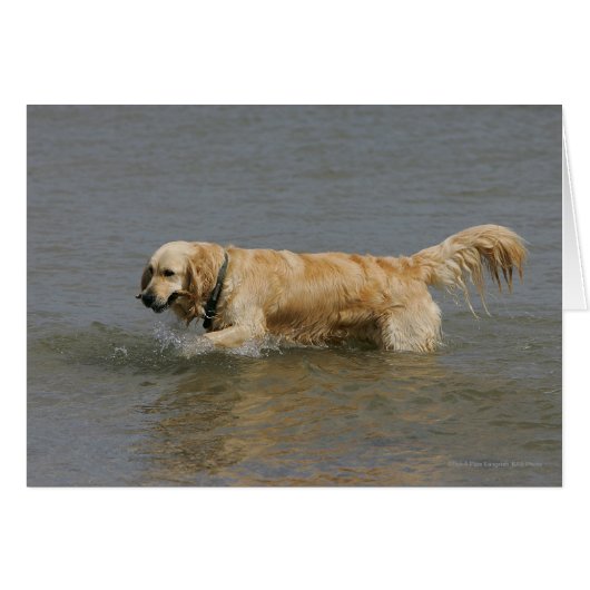 Golden Retriever in Water Cards (Front Horizontal)
