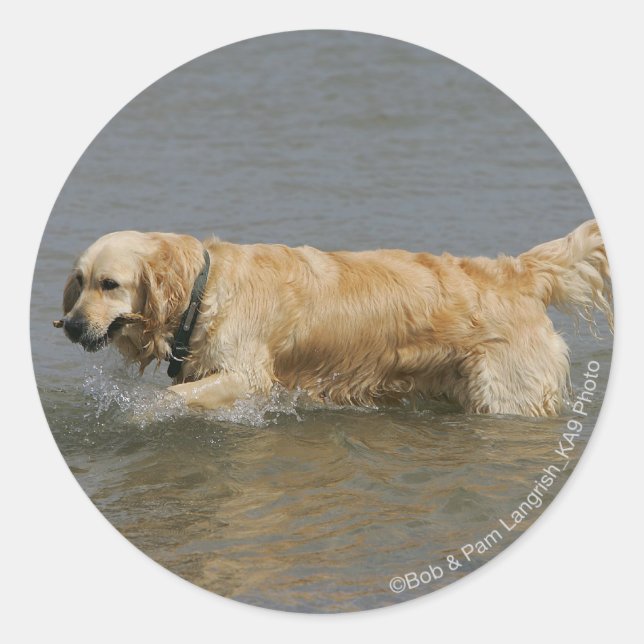 Golden Retriever in Water Classic Round Sticker (Front)