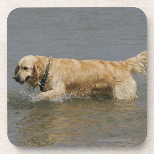 Golden Retriever in Water Drink Coaster