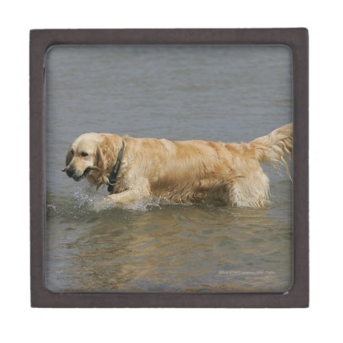 Golden Retriever in Water Jewelry Box