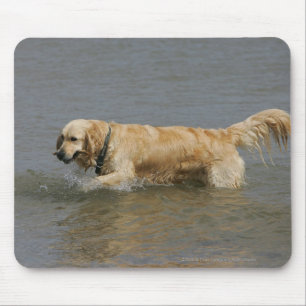 Golden Retriever in Water Mouse Pad