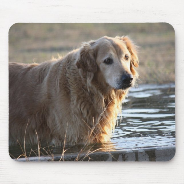 Golden Retriever in Water Mouse Pad (Front)