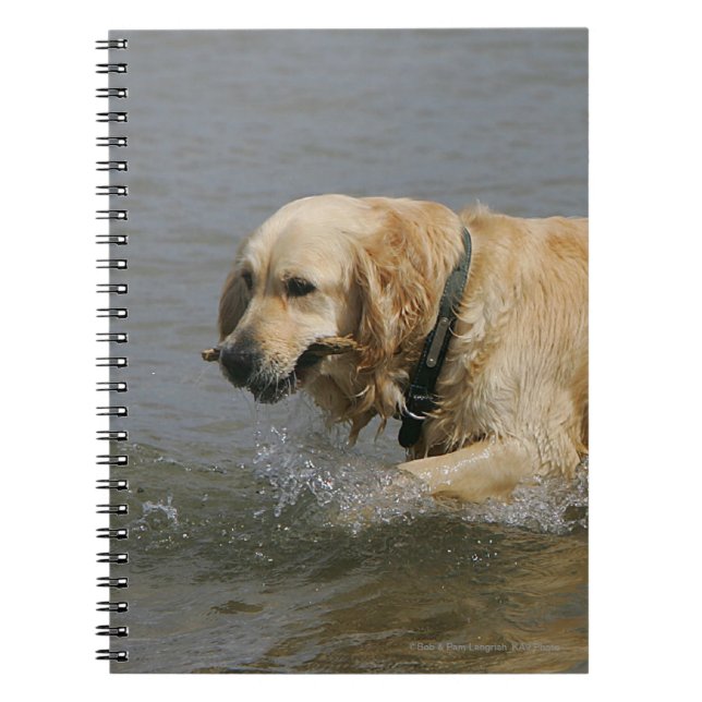 Golden Retriever in Water Notebook (Front)