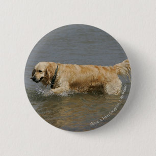 Golden Retriever in Water Pinback Button