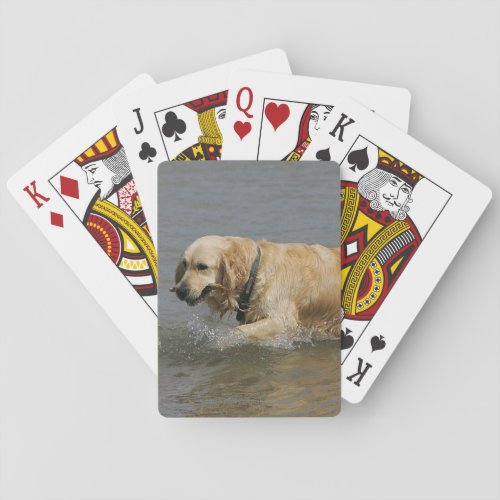 Golden Retriever in Water Playing Cards