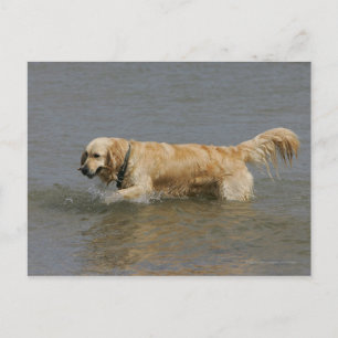 Golden Retriever in Water Postcard