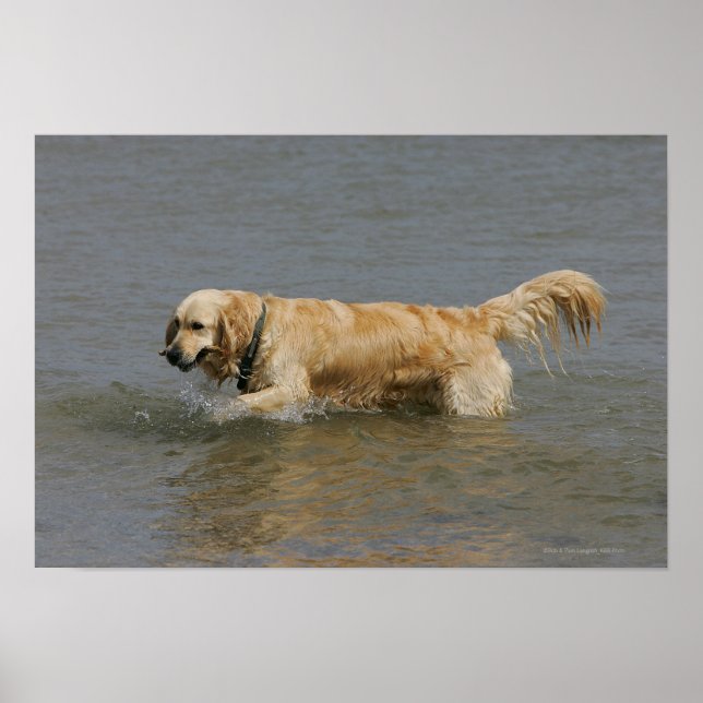 Golden Retriever in Water Poster (Front)