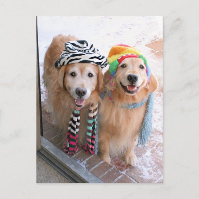 Golden Retriever in Winter Clothes Postcard (Front)