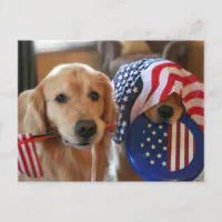 Yankee Doodle  Modern Dog magazine