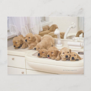 Golden Retriever; is a relatively modern and 2 Postcard