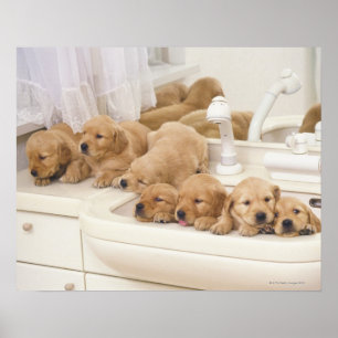 Golden Retriever; is a relatively modern and 2 Poster