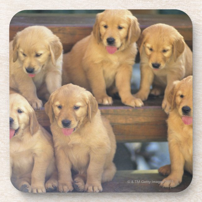 Golden Retriever; is a relatively modern and Drink Coaster (Front)