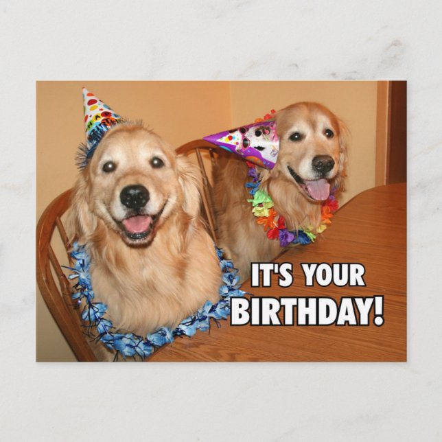 Golden Retriever Let's Party Birthday Invitation Postcard (Front)
