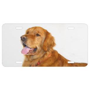 Golden retriever license plate