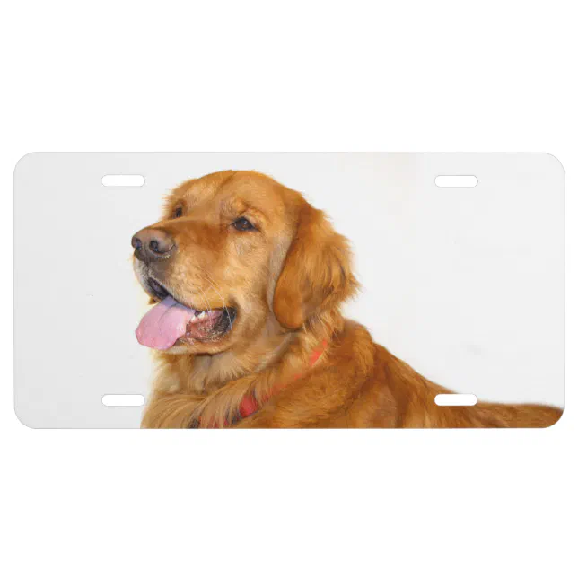 Golden retriever license plate | Zazzle
