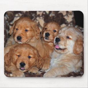 Golden Retriever Litter Mouse Pad