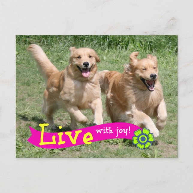 Golden Retriever Live With Joy Postcard (Front)