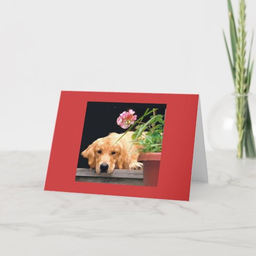 Golden Retriever Love Begins Card