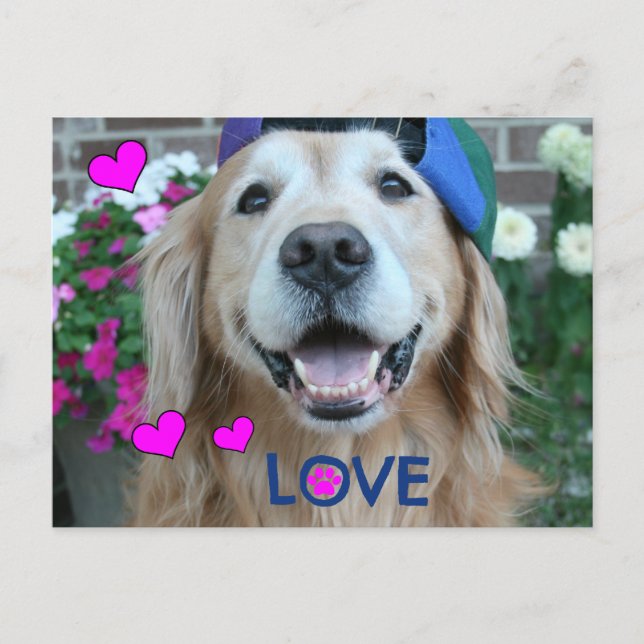 Golden Retriever Love Postcard (Front)