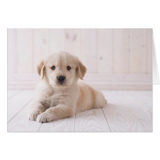 Golden Retriever Lying Down Cards (Front Horizontal)