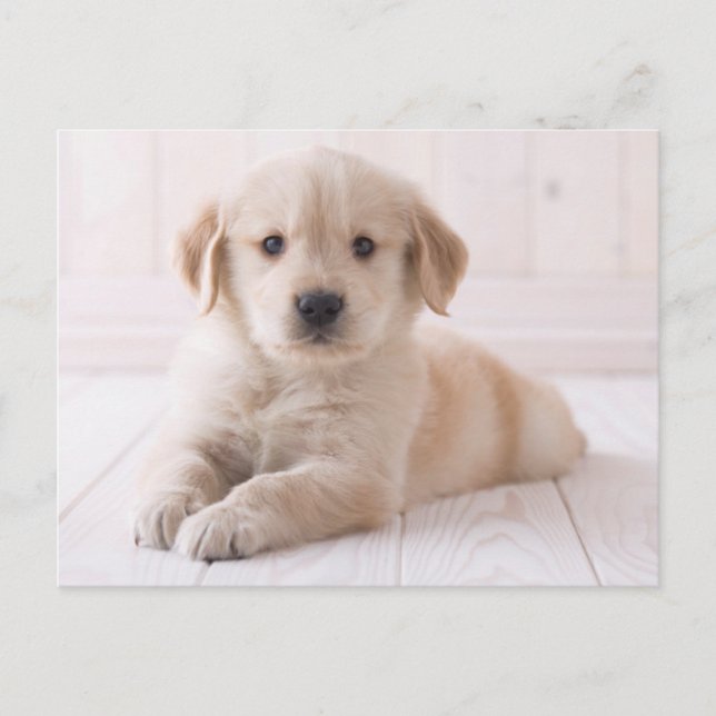 Golden Retriever Lying Down Postcard (Front)