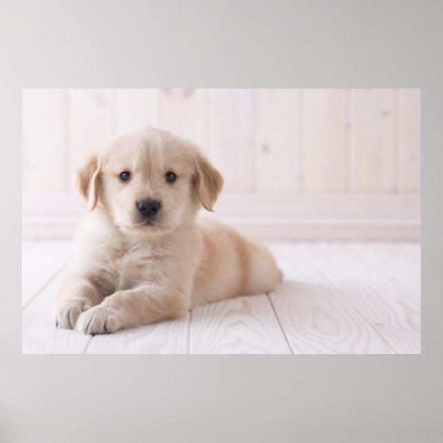 Golden Retriever Lying Down Poster (Front)