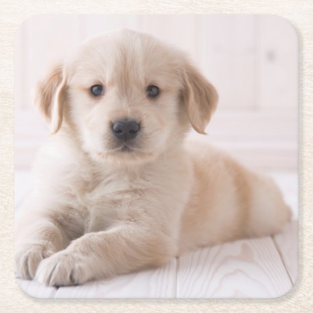 Golden Retriever Lying Down Square Paper Coaster (Front)
