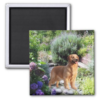 Golden Retriever Magnet by normagolden at Zazzle