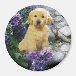 Golden Retriever Magnet Hydrangea