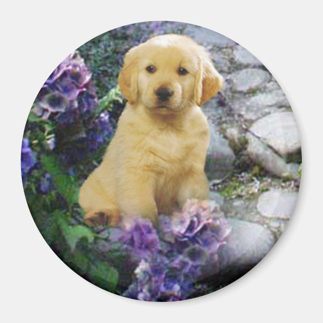 Golden Retriever Magnet Hydrangea (Front)
