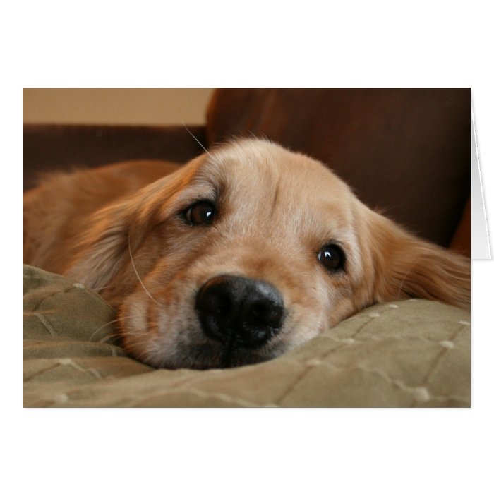 Golden Retriever Miss You Greeting Card