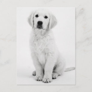 Golden Retriever Modernes Schwarzweiß Postcard