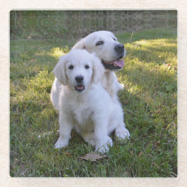 Golden Retriever Mom and Puppy Glass Coaster (Front)