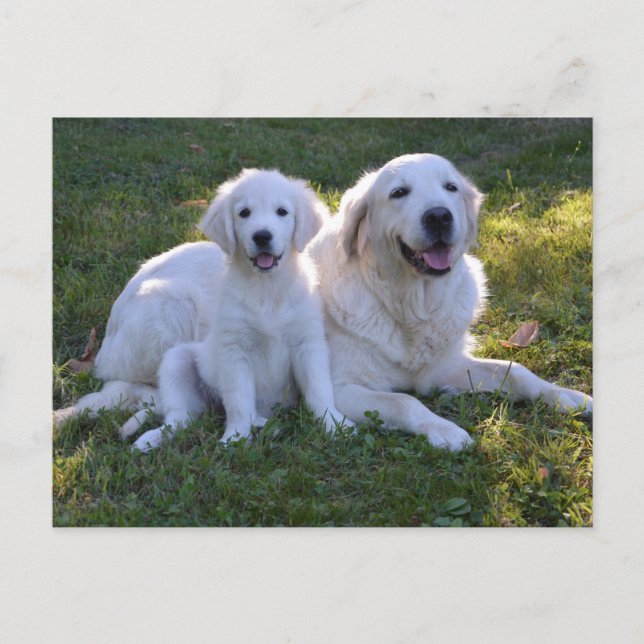Golden Retriever Mom and Puppy Postcard (Front)
