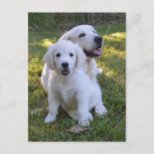 Golden Retriever Mom and Puppy Postcard