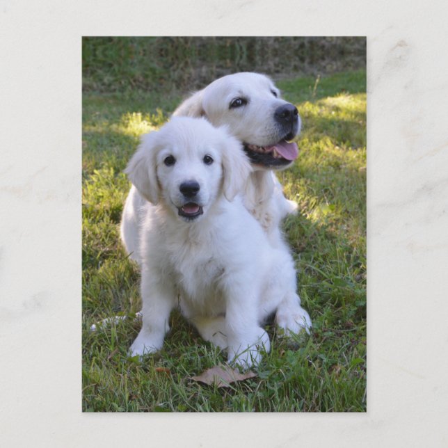 Golden Retriever Mom and Puppy Postcard (Front)