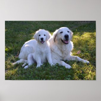 Golden Retriever Mom And Puppy Poster | Zazzle