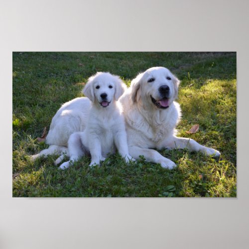 Golden Retriever Mom and Puppy Poster