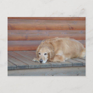 Golden Retriever - Montana Postcard