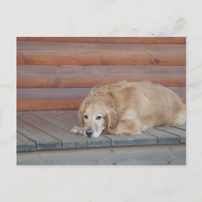 Golden Retriever - Montana Postcard (Front)