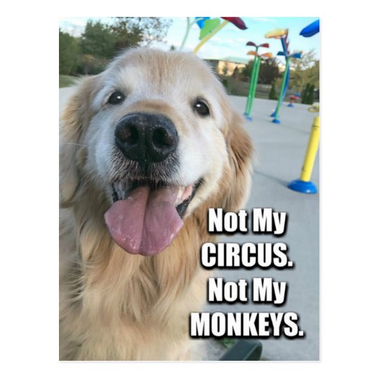 Funny Golden Retriever Tortilla Joke Meme Postcard