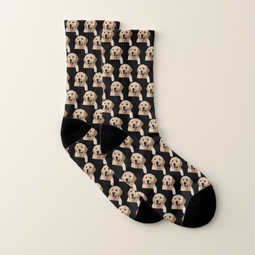 Golden Retriever on black Socks